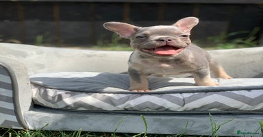 French Bulldog dogs in Spalding - Advert 2