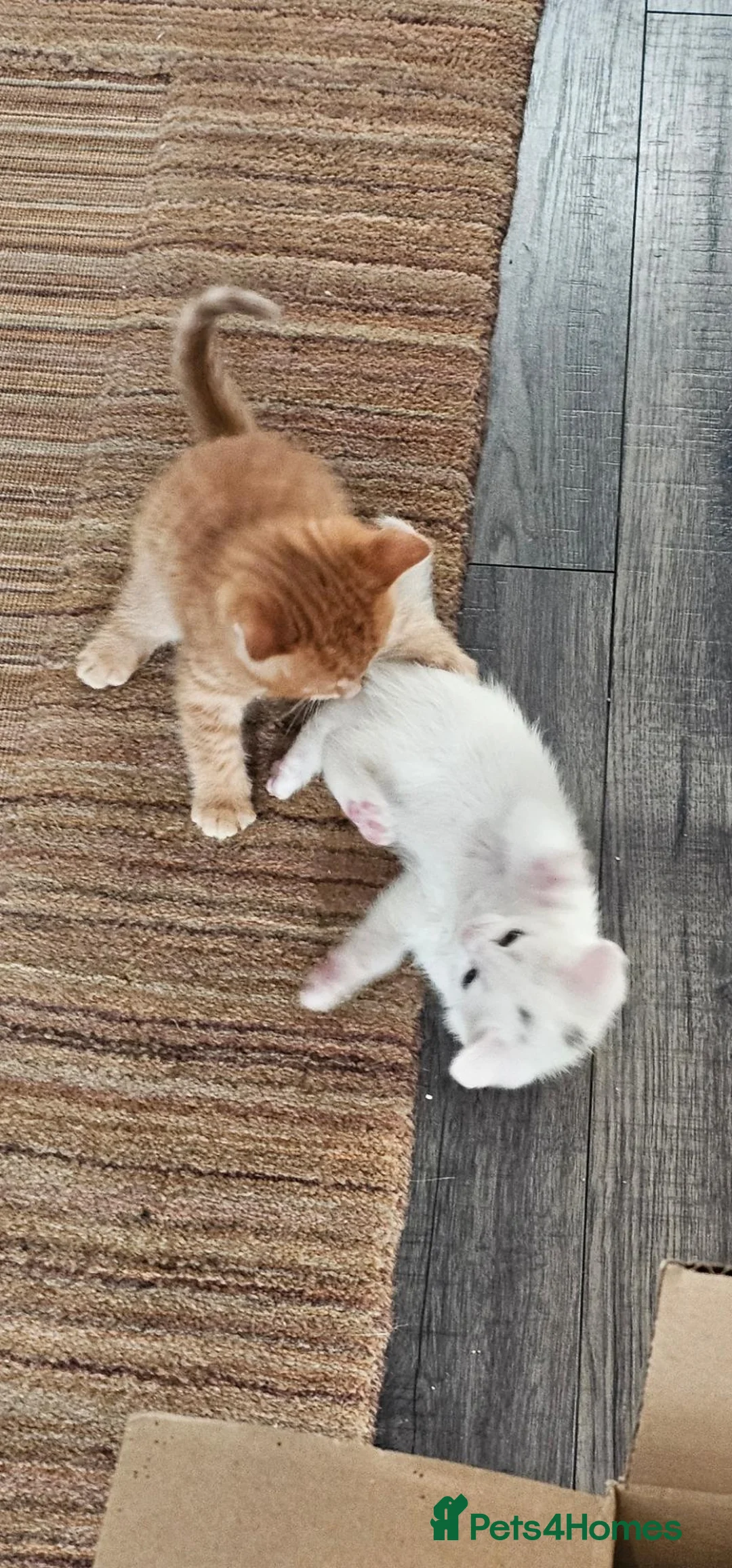 Mixed Breed cats for sale: 4 males and 4 female kittens   - Advert 2