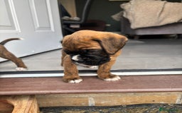 Boxer dogs for sale: KC PEDIGREE BOXER PUPPIES  - Image 34
