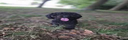 Labradoodle dogs for sale: Labradoodle  in Bognor Regis - Advert 5