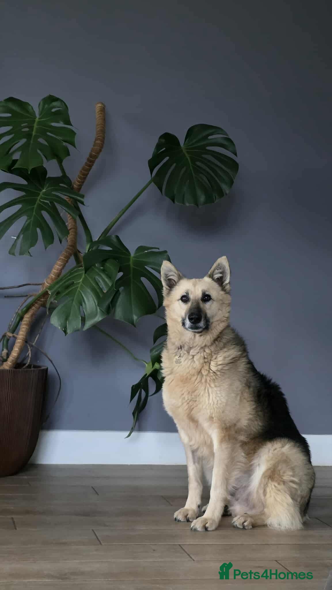 Mixed Breed dogs GUS - The gentleman - Advert 18