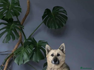 Mixed Breed dogs for adoption: GUS - The gentleman - Advert 2