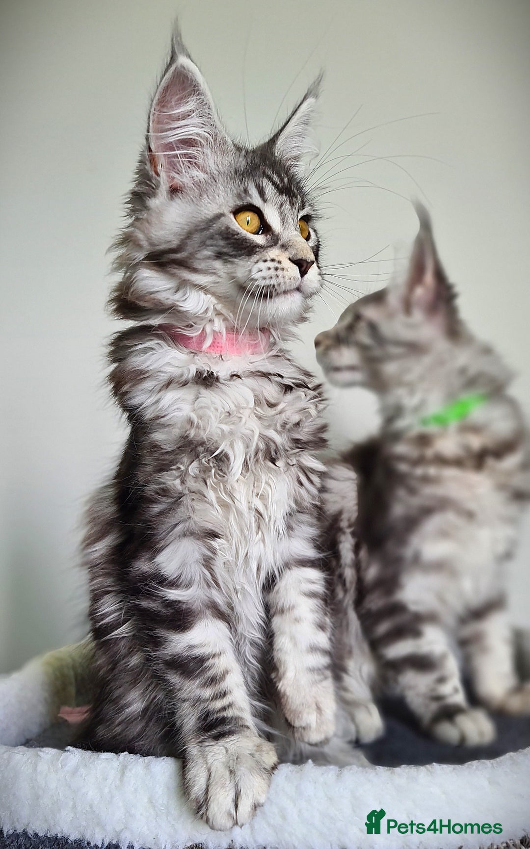 Maine Coon cats for sale: STUNNING XL PEDIGREE MAINE COON KITTENS  - Image 6