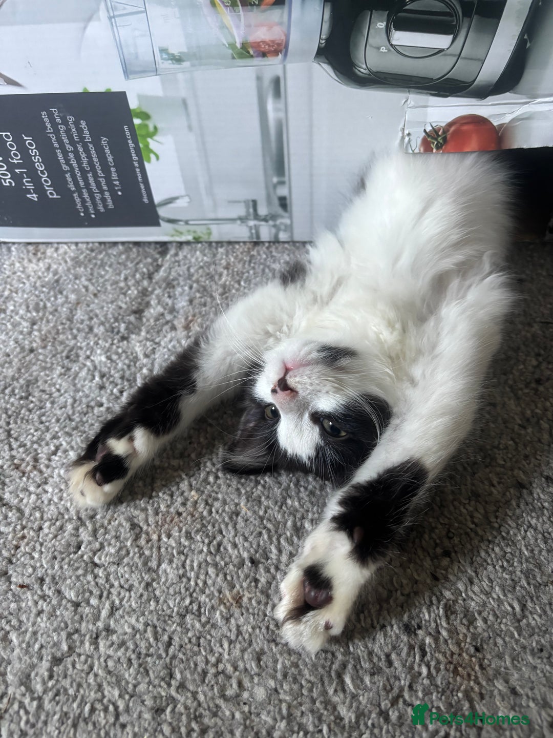 Norwegian Forest Cat cats for sale: Kitten Nala - Image 3