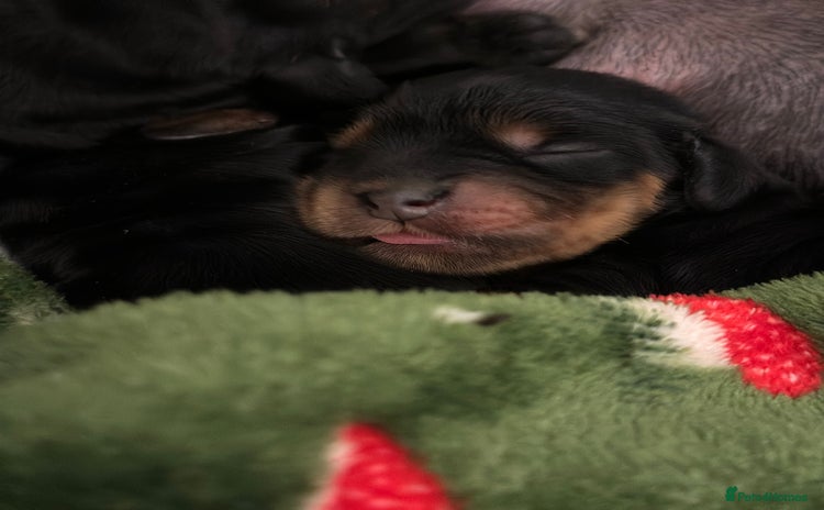 Cocker Spaniel dogs - Advert 6