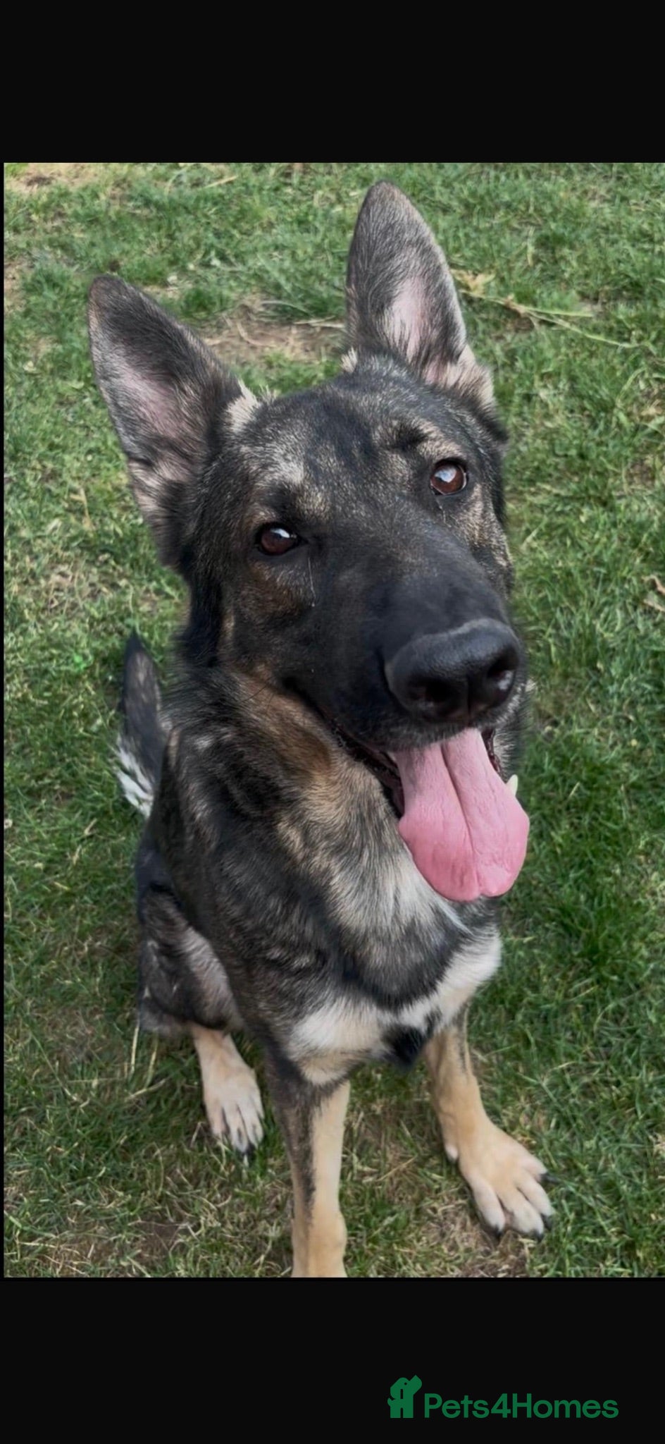 German Shepherd dogs German Shepard male  - Advert 3