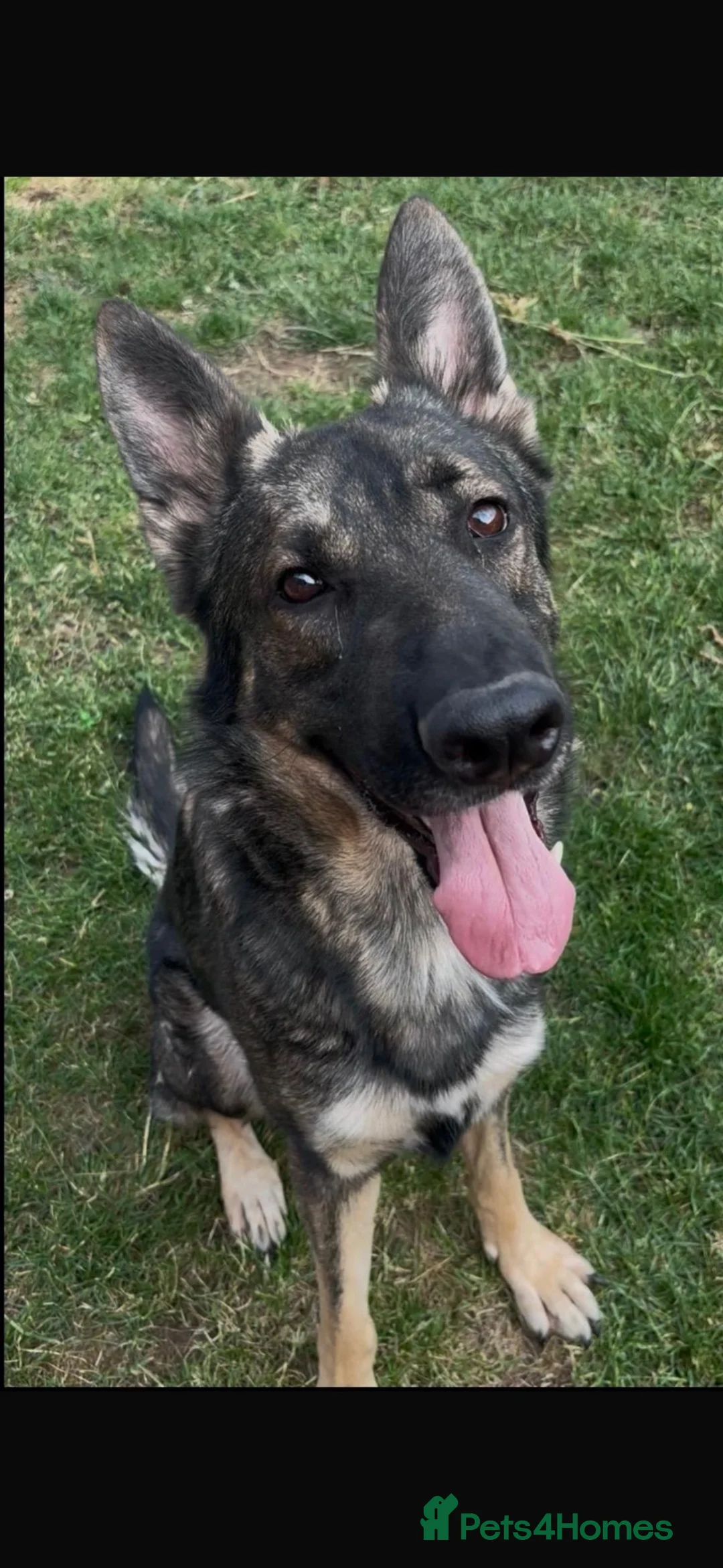 German Shepherd dogs for sale: German Shepard male  in Lincoln - Advert 1