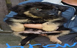 German Shepherd dogs for sale: Long-haired, chubby German Sheperd puppies! - Image 2