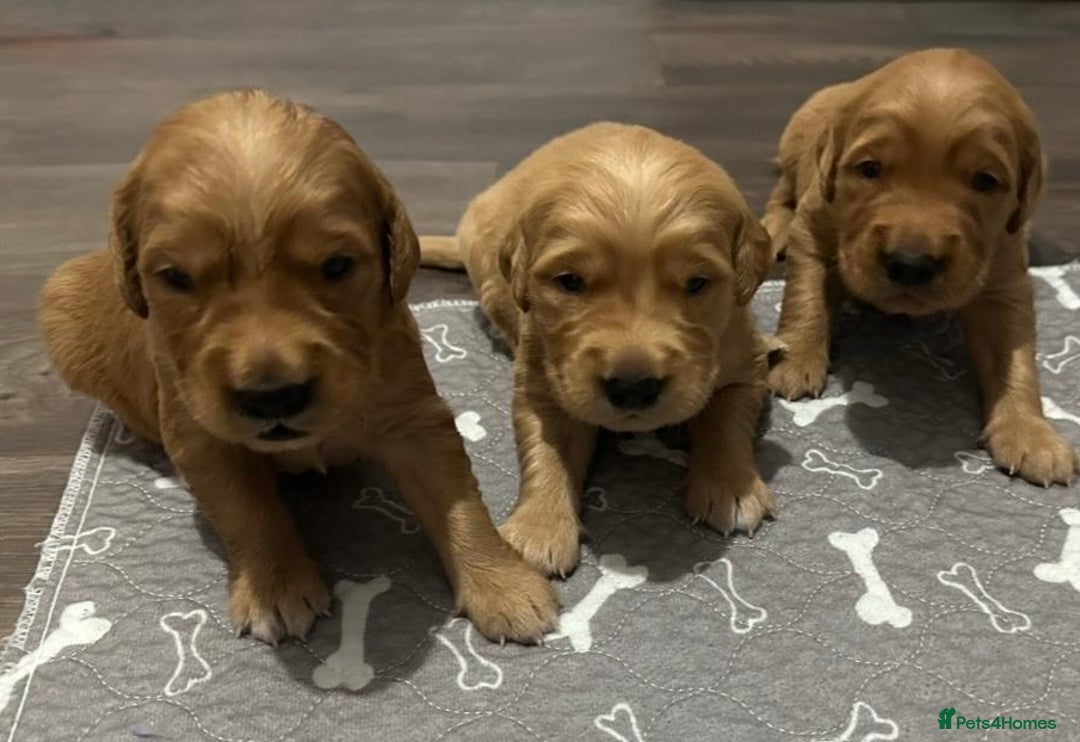 Golden Retriever dogs for sale: Dark Red Golden Retriever Pups  - Image 17