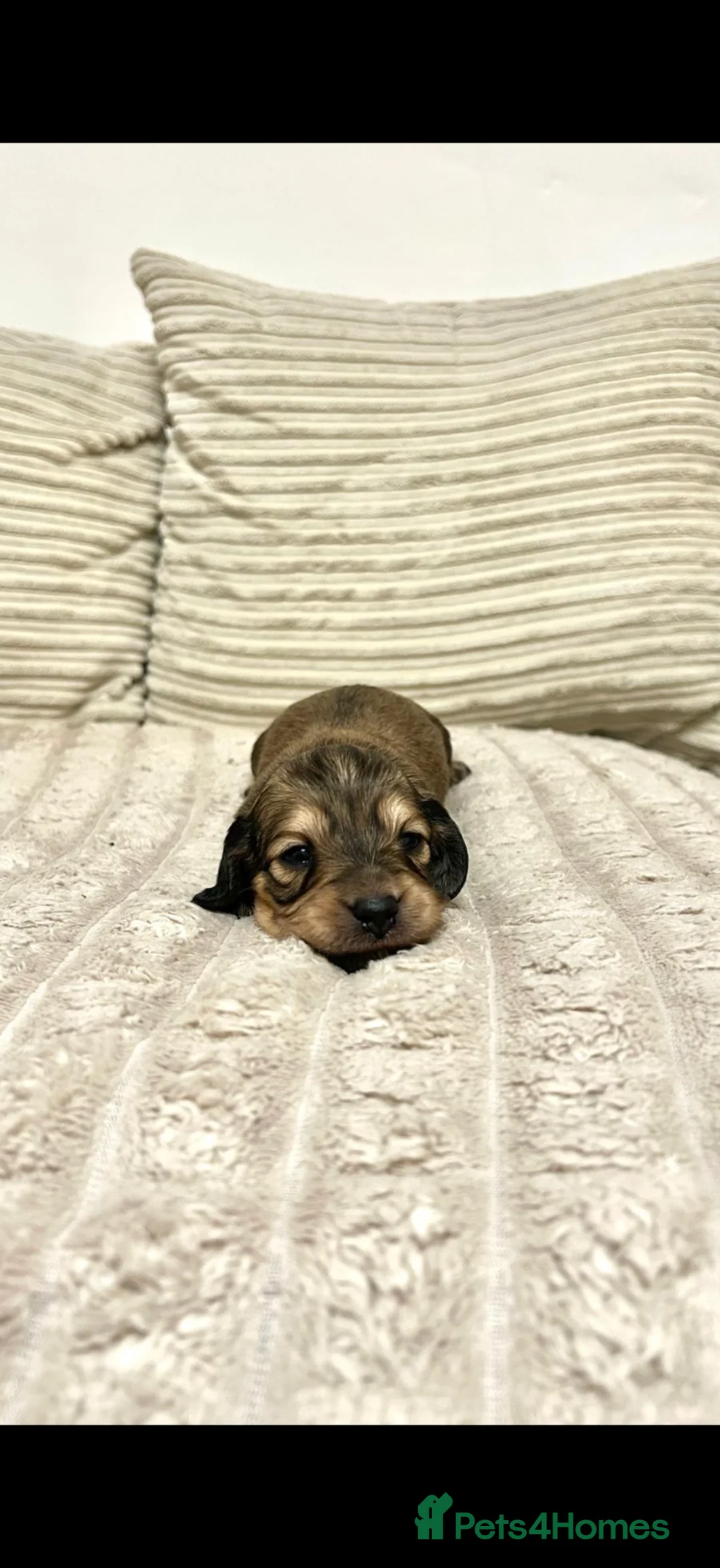 Miniature Dachshund dogs for sale: Long Haired Miniature Dachshund - Advert 2