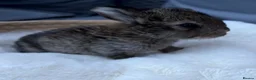 Mixed Breed rabbits for sale: Hand reared baby bunnies - Advert 4