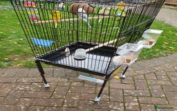 Budgerigars birds for sale: 3 lovely budgies  🐦  - Image 2