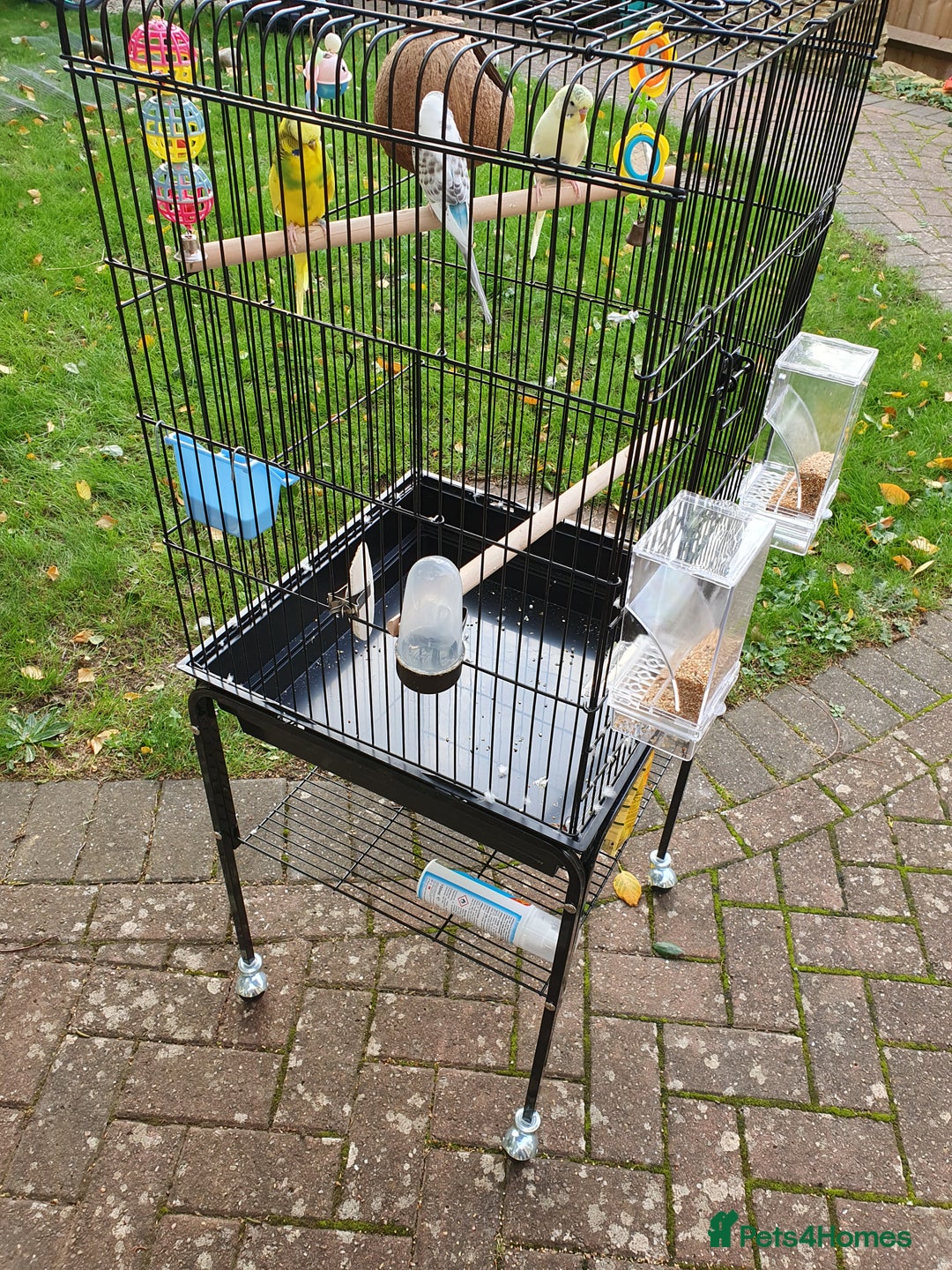 Budgerigars birds for sale: 3 lovely budgies  🐦  - Image 2