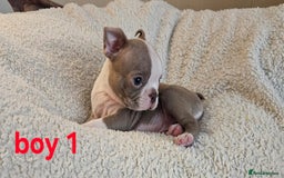 Boston Terrier dogs for sale: Lilac boston babies  - Image 19