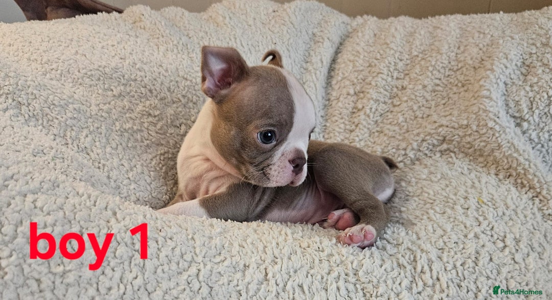 Boston Terrier dogs for sale: Lilac boston babies  - Image 19