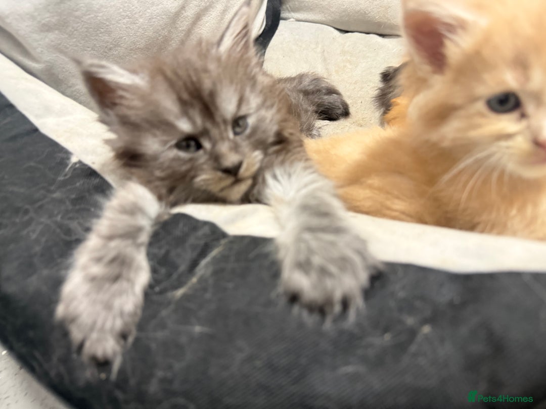 Maine Coon cats for sale: Beautiful main coon kittens for sale  - Advert 15