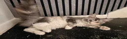 Maine Coon cats for sale: 🐾 Beautiful Maine Coon Girl – Rosie 🐾 - Advert 3