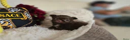Chihuahua dogs for sale: Xx quality chocolate longcoat chihuahua puppies Xx - Advert 4