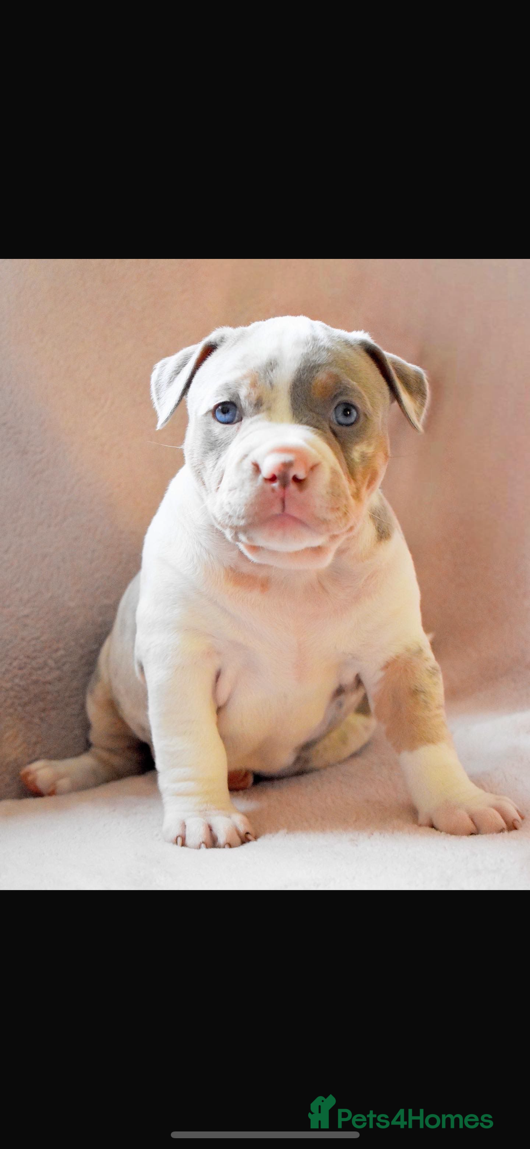 American Bully dogs for stud: ABKC AMERICAN POCKET BULLY - Advert 6
