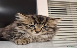 Mixed Breed cats for sale: Beautiful Mixed Breed Female Kitten - Image 1