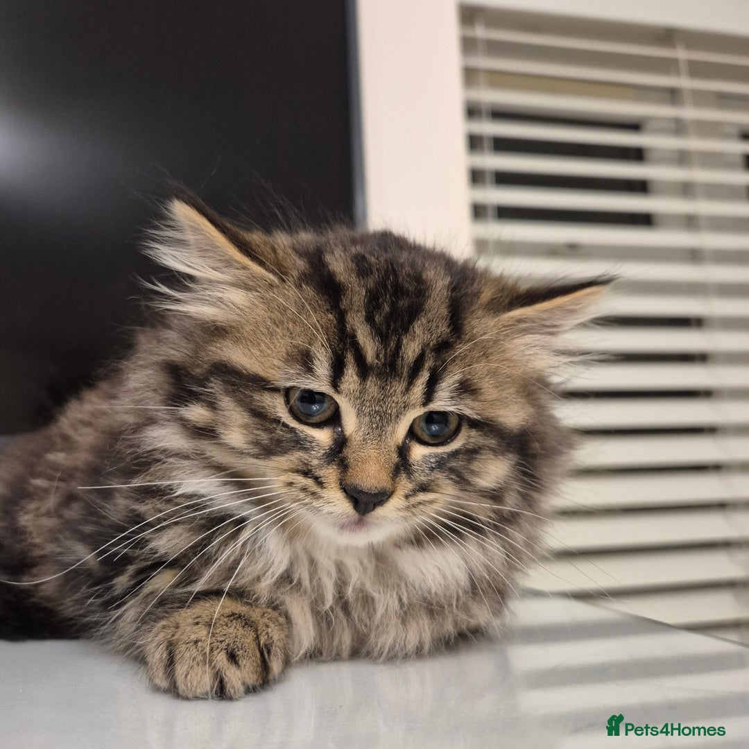 Mixed Breed cats for sale: Beautiful Mixed Breed Female Kitten - Image 1