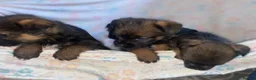 Border Terrier dogs for sale: 4 beautiful border terrier boys left  - Advert 28