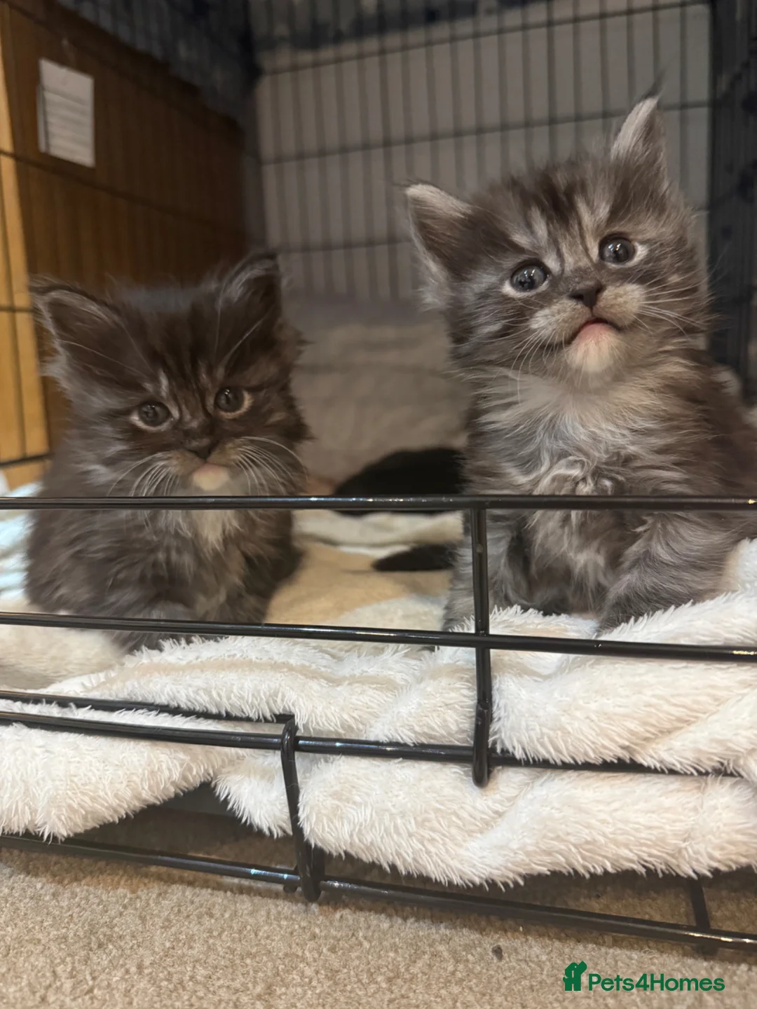 Maine Coon cats for sale: 🐾 Maine Coon Cross Kittens – 2 Girls & 1 Boy 🐾 - Advert 22