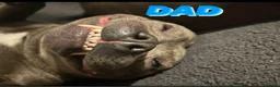 Staffordshire Bull Terrier dogs for sale: Blue Staffy - A Very Special Final Litter 💙 - Advert 6