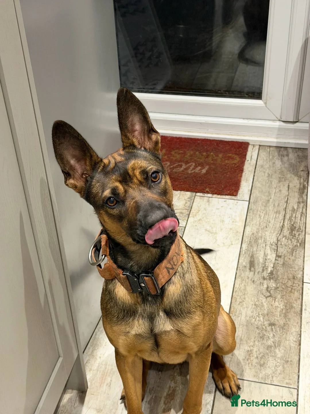 Mixed Breed dogs for sale: Forever home for Nova  - Advert 1