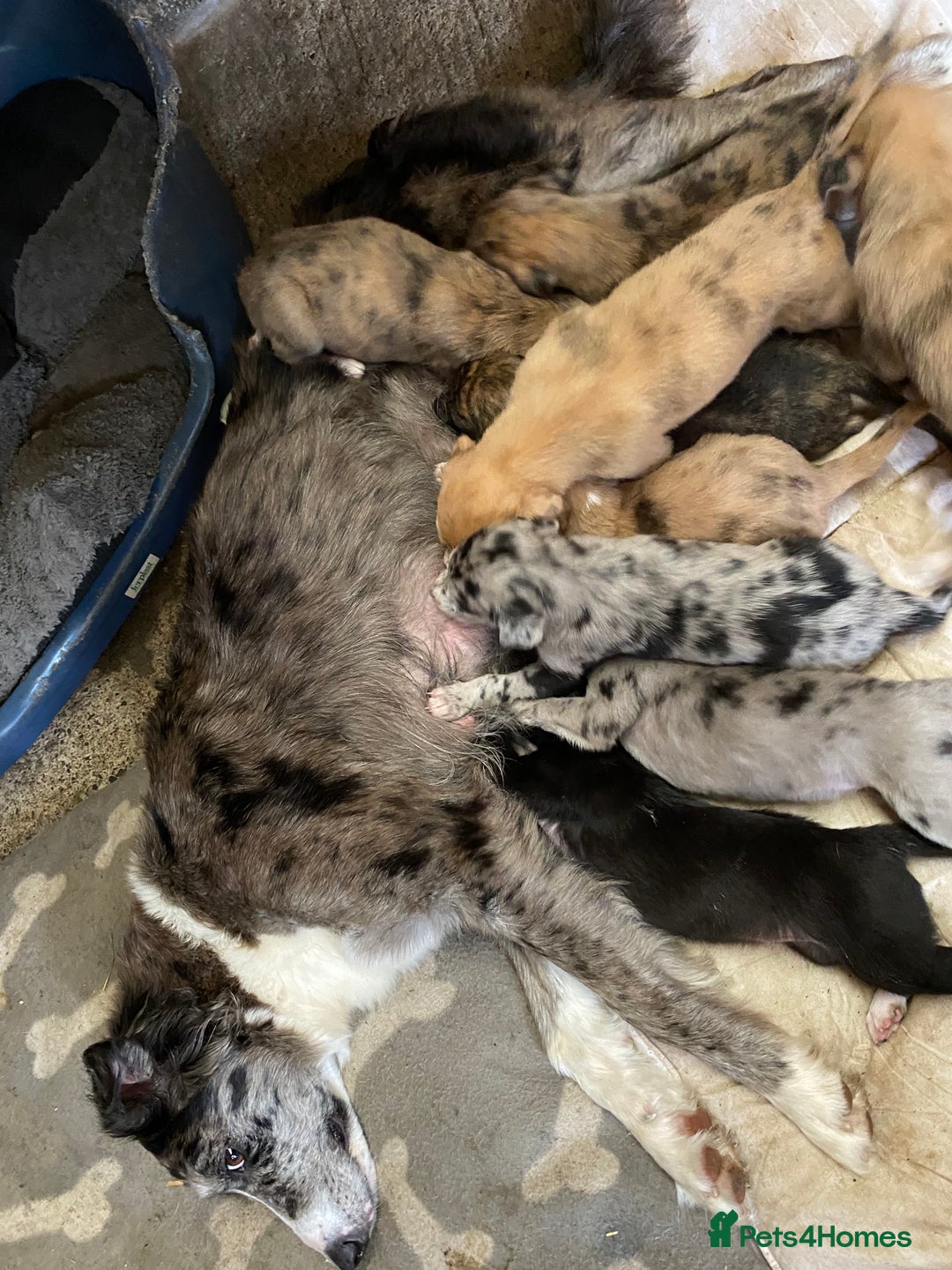 Mixed Breed dogs for sale: Deerhound greyhound collie puppies  - Image 17