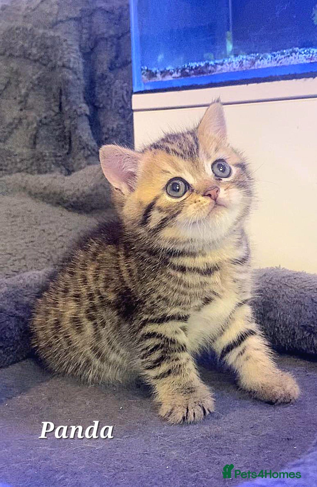 British Shorthair cats for sale: British shorthair babies  - Image 5