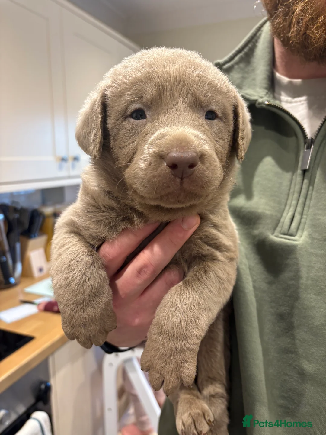 Labrador Retriever dogs for sale: Charcoal/silver Labrador puppies  - Advert 15