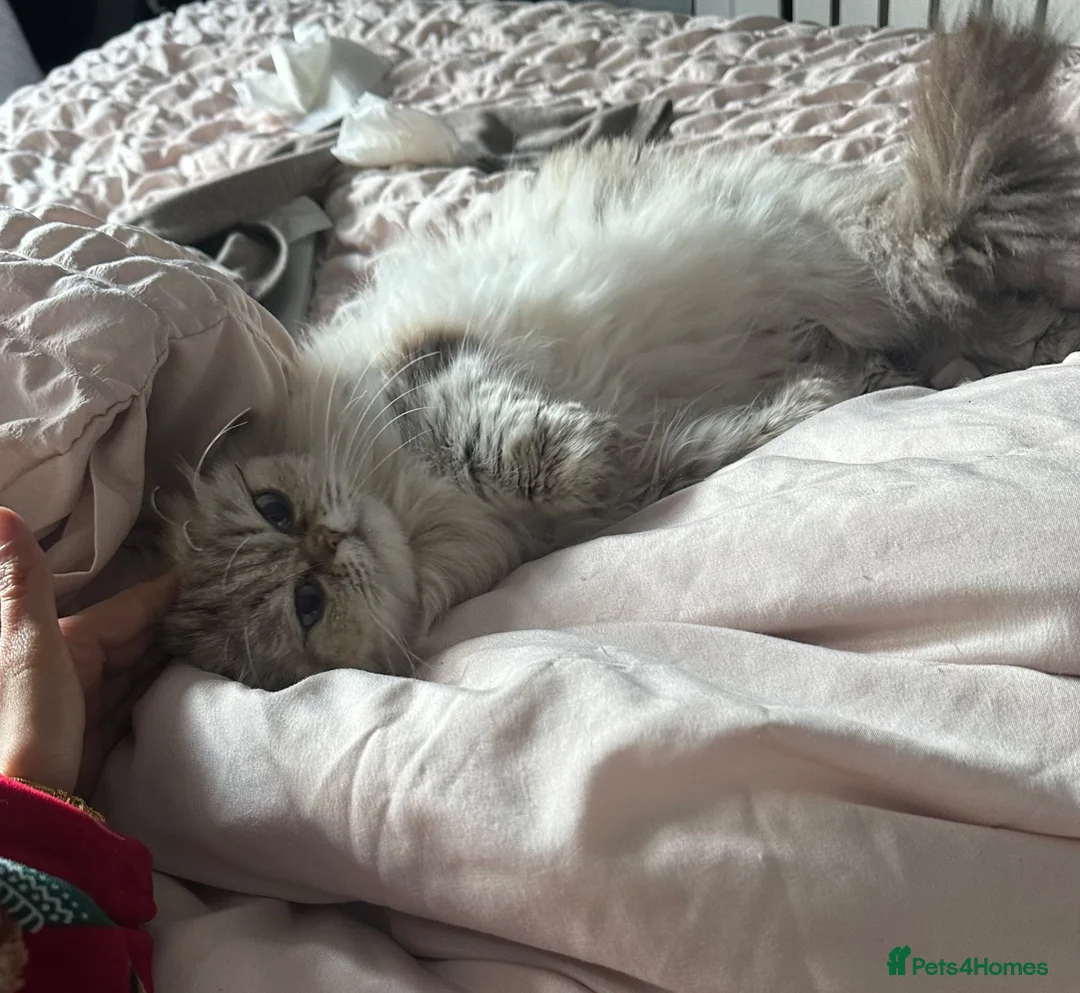 Persian cats for sale: Purebred Persian Girl - Advert 2
