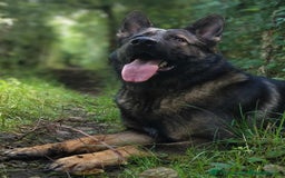 German Shepherd dogs for sale: Looking for good home for my boy Thorn - Image 3