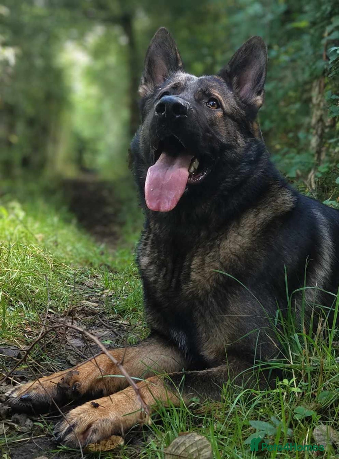 German Shepherd dogs for sale: Looking for good home for my boy Thorn - Image 3