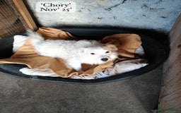 Mixed Breed dogs for adoption: Chory. Approx 6 years. **Urgent adoption**  - Advert 7