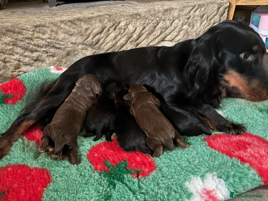 Cocker Spaniel dogs for sale: Tri Coloured Spaniels - Advert 13