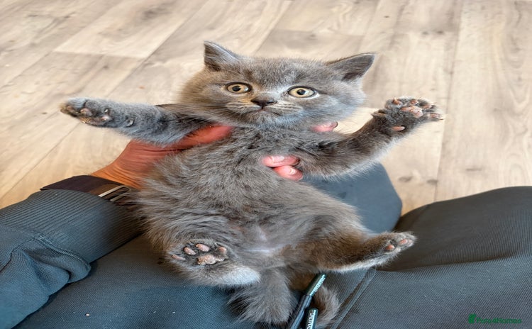 British Shorthair cats - Advert 1