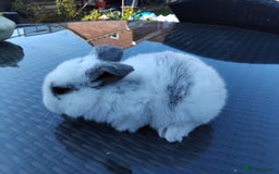 Mini Lop rabbits for sale: Male mini lop - Image 4