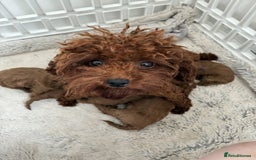 Cockapoo dogs for sale: Beautiful Toy Poodles Pups  - Image 4