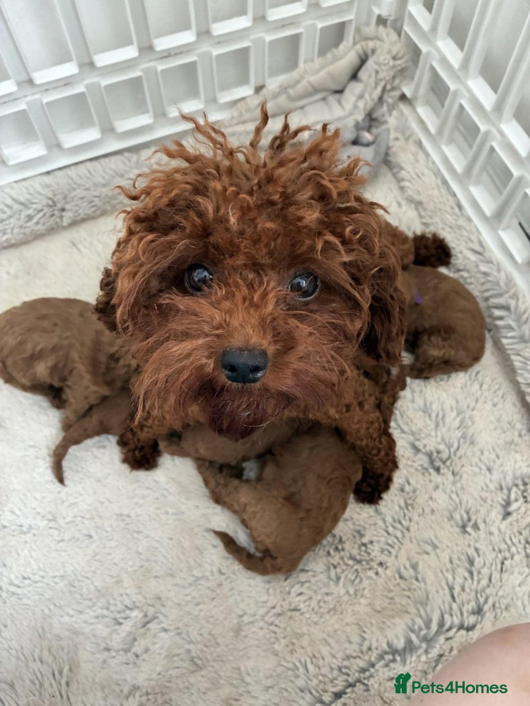 Cockapoo dogs for sale: Beautiful Toy Poodles Pups  - Image 4