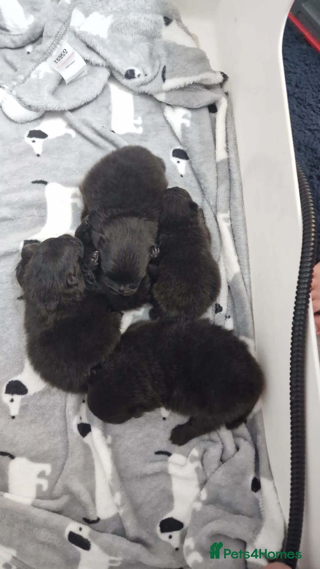 Pomeranian dogs for stud: TINY lilac Russian Pom  in Bridgend - Advert 8