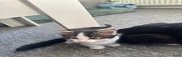 Mixed Breed cats for sale: 5 beautiful black tie/ ragdoll kittens for sale  - Advert 13