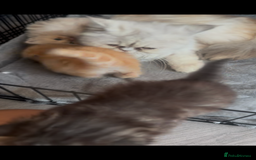 Persian cats for sale: Persian cross Kitten  - Image 4
