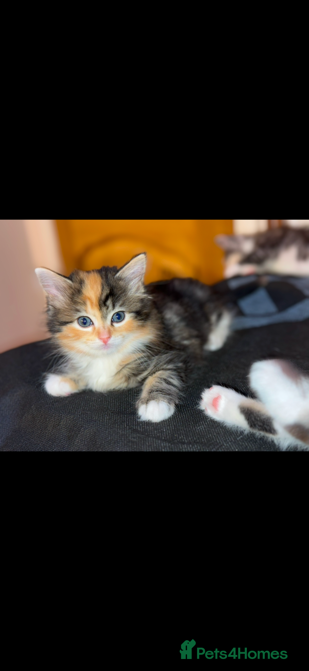 Mixed Breed cats for sale: 3 beautiful kittens available  - Advert 2