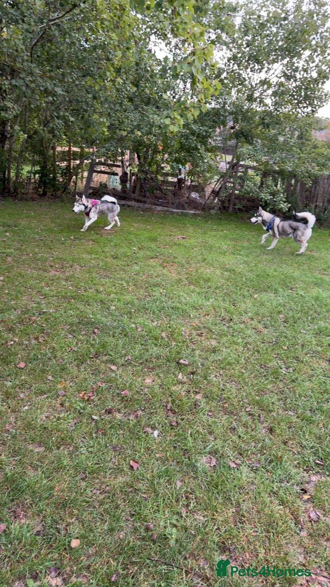 Siberian Husky dogs 2 Siberian huskies - Advert 8