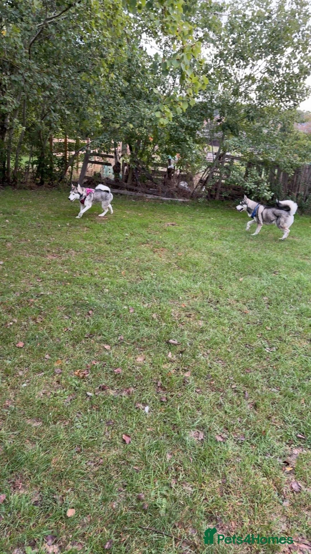 Siberian Husky dogs for sale: 2 Siberian huskies in Huntingdon - Advert 1