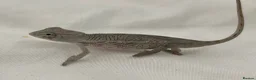 Chameleon reptiles for sale: Blue Ambanja Panther Chameleons  - Advert 13