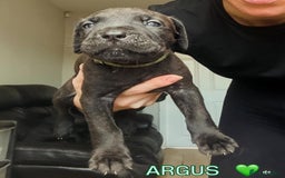 Cane Corso dogs for sale: READY REDUCED CANE CORSO - Image 20