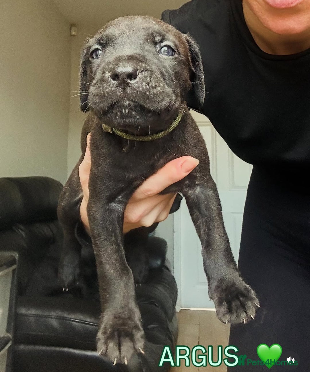 Cane Corso dogs for sale: READY REDUCED CANE CORSO - Image 20